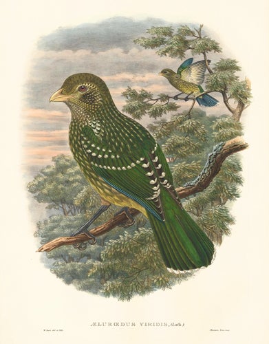 Item nr. 148682 Æluœdus Viridis. A Monograph of the Paradiseidæ or Birds of Paradise, and Ptilonorhynchidæ, or Bower-Birds. John Gould, Richard Bowdler Sharpe.