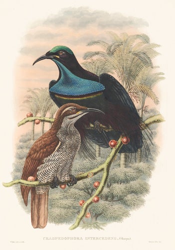 Item nr. 148683 Craspedophora Intercedens. A Monograph of the Paradiseidæ or Birds of Paradise, and Ptilonorhynchidæ, or Bower-Birds. John Gould, Richard Bowdler Sharpe.