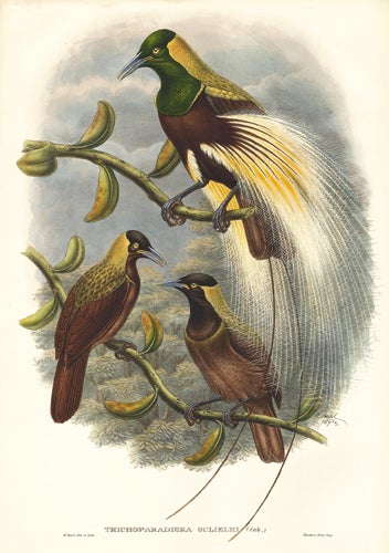Item nr. 148684 Trichoparadisea Gulielmi. A Monograph of the Paradiseidæ or Birds of Paradise, and Ptilonorhynchidæ, or Bower-Birds. John Gould, Richard Bowdler Sharpe.