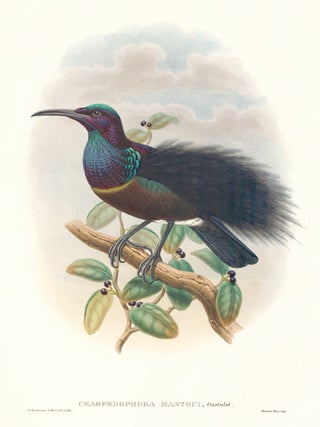 Item nr. 148685 Craspedophora Mantoui. A Monograph of the Paradiseidæ or Birds of Paradise, and...
