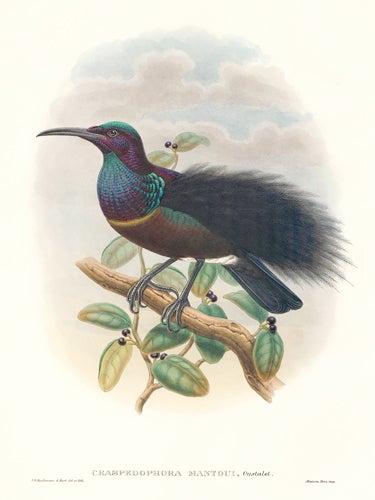Item nr. 148685 Craspedophora Mantoui. A Monograph of the Paradiseidæ or Birds of Paradise, and Ptilonorhynchidæ, or Bower-Birds. John Gould, Richard Bowdler Sharpe.