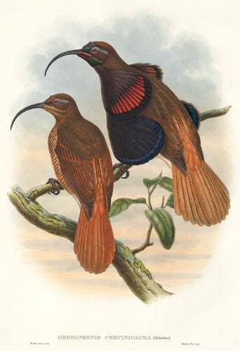 Item nr. 148686 Drepanornis Cervinicauda. A Monograph of the Paradiseidæ or Birds of Paradise, and Ptilonorhynchidæ, or Bower-Birds. John Gould, Richard Bowdler Sharpe.