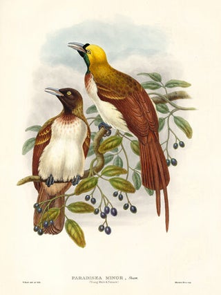 Item nr. 148687 Paradisea Minor (Young Male & Female). A Monograph of the Paradiseidæ or Birds...
