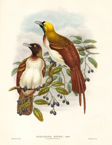 Item nr. 148687 Paradisea Minor (Young Male & Female). A Monograph of the Paradiseidæ or Birds of Paradise, and Ptilonorhynchidæ, or Bower-Birds. John Gould, Richard Bowdler Sharpe.