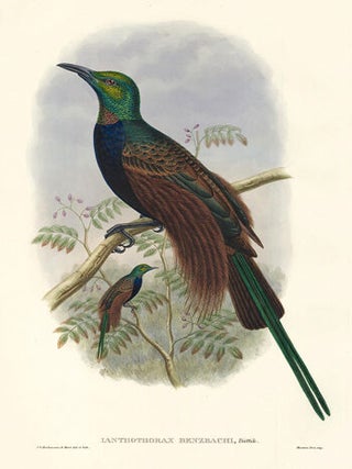 Ianthothorax Benzbachi. A Monograph of the Paradiseidæ or Birds of Paradise, and Ptilonorhynchidæ, or Bower-Birds.