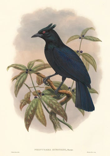 Item nr. 148689 Phonygama Hunsteini. A Monograph of the Paradiseidæ or Birds of Paradise, and Ptilonorhynchidæ, or Bower-Birds. John Gould, Richard Bowdler Sharpe.