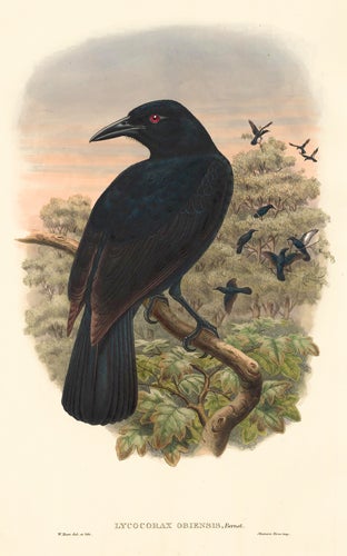 Item nr. 148690 Lycocorax Obiensis. A Monograph of the Paradiseidæ or Birds of Paradise, and Ptilonorhynchidæ, or Bower-Birds. John Gould, Richard Bowdler Sharpe.