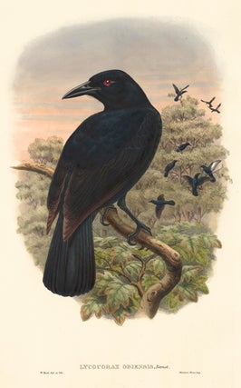 Lycocorax Obiensis. A Monograph of the Paradiseidæ or Birds of Paradise, and Ptilonorhynchidæ, or Bower-Birds.