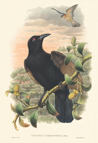 Item nr. 148691 Lycocorax Pyrrhopterus. A Monograph of the Paradiseidæ or Birds of Paradise, and Ptilonorhynchidæ, or Bower-Birds. John Gould, Richard Bowdler Sharpe.