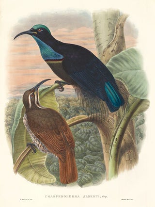 Item nr. 148696 Craspedophora Alberti. A Monograph of the Paradiseidæ or Birds of Paradise, and...