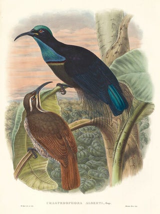 Craspedophora Alberti. A Monograph of the Paradiseidæ or Birds of Paradise, and Ptilonorhynchidæ, or Bower-Birds.