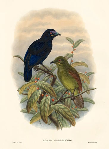 Item nr. 148697 Loria Mariæ. A Monograph of the Paradiseidæ or Birds of Paradise, and Ptilonorhynchidæ, or Bower-Birds. John Gould, Richard Bowdler Sharpe.
