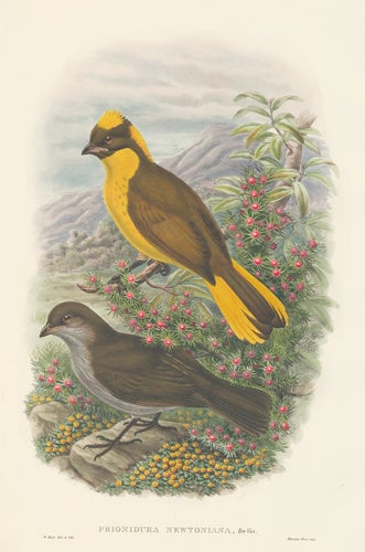 Item nr. 148698 Prionidura Newtoniana. A Monograph of the Paradiseidæ or Birds of Paradise, and Ptilonorhynchidæ, or Bower-Birds. John Gould, Richard Bowdler Sharpe.