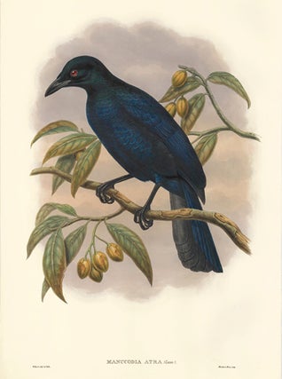 Item nr. 148699 Manucodia Atra. A Monograph of the Paradiseidæ or Birds of Paradise, and...