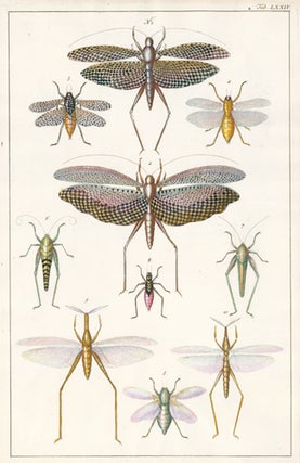 Item nr. 149597 Orthoptera family: grasshoppers, crickets, locusts. Locupletissimi rerum...