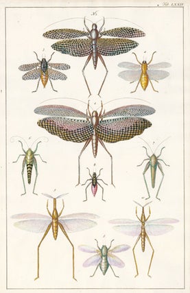 Orthoptera family: grasshoppers, crickets, locusts. Locupletissimi rerum naturalium thesauri accurata descriptio, et iconibus artificiossimis expressio, per universam physices historiam.