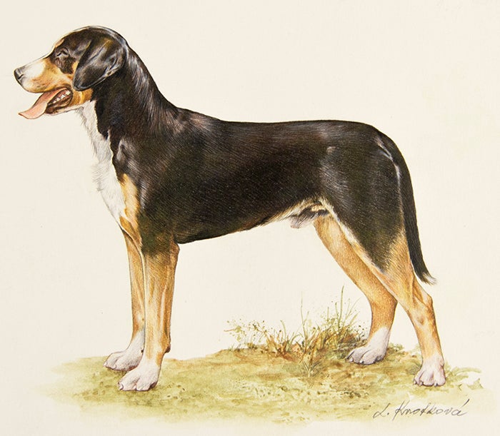 Item nr. 149646 Great Swiss Mountain Dog. Jaromir Knotek.