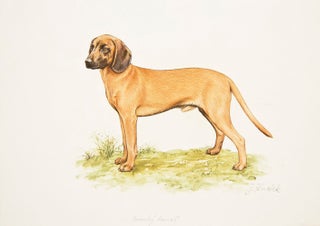 Bavarian Mountain Dog.