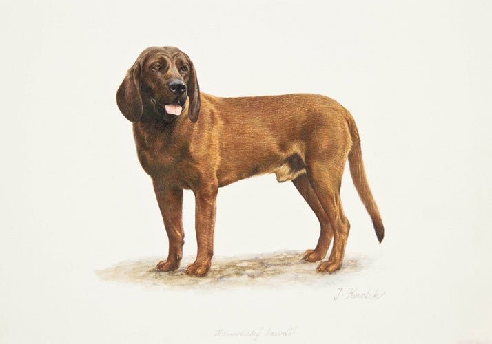 Hanover Hound | Jaromir Knotek
