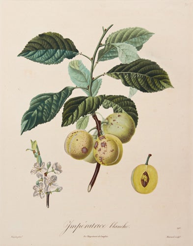 Item nr. 149680 Imperitrice Blanche. Pomologie francaise: recueil des plus beaux fruits cultives en France. Pierre-Antoine Poiteau.
