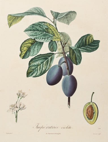 Item nr. 149681 Imperitrice Violette. Pomologie francaise: recueil des plus beaux fruits cultives en France. Pierre-Antoine Poiteau.