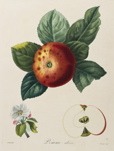 Item nr. 149686 Pomme Aleose. Pomologie francaise: recueil des plus beaux fruits cultives en France. Pierre-Antoine Poiteau.