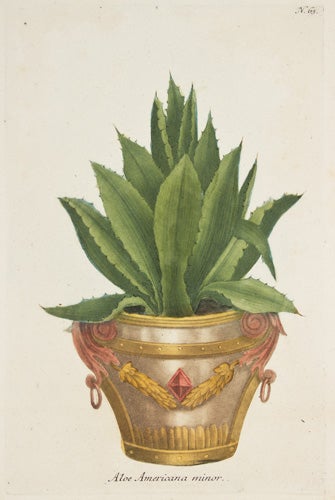 Item nr. 149696 Aloe Americana. Phytanthoza Iconographia. Johann Wilhelm Weinmann.