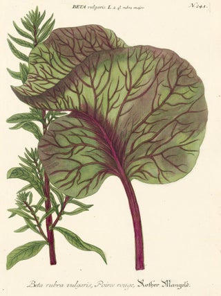 Item nr. 149699 Beta Rubra. Phytanthoza Iconographia. Johann Wilhelm Weinmann