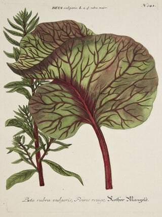 Beta Rubra. Phytanthoza Iconographia.