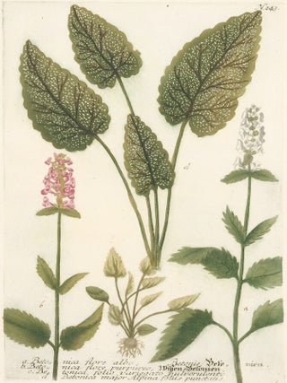 Item nr. 149701 Beta Nica. Phytanthoza Iconographia. Johann Wilhelm Weinmann