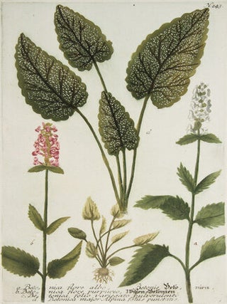 Beta Nica. Phytanthoza Iconographia.