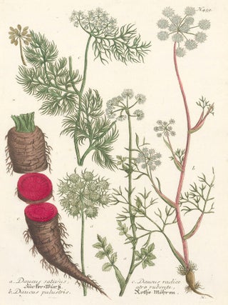 Item nr. 149703 Daucus satirus. Phytanthoza Iconographia. Johann Wilhelm Weinmann