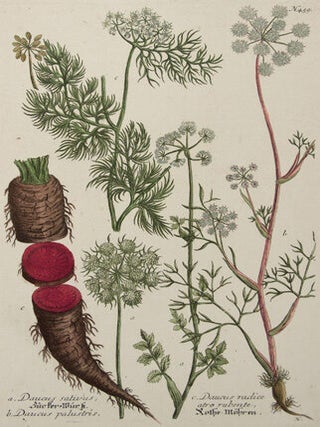 Daucus satirus. Phytanthoza Iconographia.