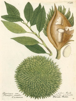 Item nr. 149704 Doeriana Seu. Phytanthoza Iconographia. Johann Wilhelm Weinmann