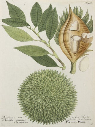 Doeriana Seu. Phytanthoza Iconographia.