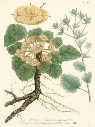 Item nr. 149705 Eringium Planum. Phytanthoza Iconographia. Johann Wilhelm Weinmann
