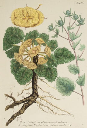 Eringium Planum. Phytanthoza Iconographia.