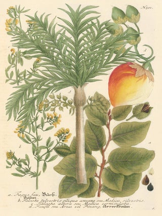 Item nr. 149706 Fagus Fau Birch Planum. Phytanthoza Iconographia. Johann Wilhelm Weinmann