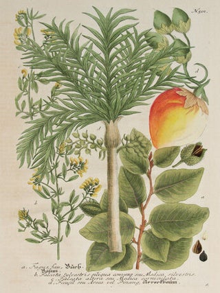 Fagus Fau Birch Planum. Phytanthoza Iconographia.