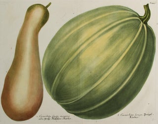 Item nr. 149710 Cucurbita fruchtu. Phytanthoza Iconographia. Johann Wilhelm Weinmann
