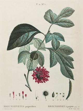 Item nr. 149723 Broussonet a papier. Traite des Arbres et des Arbustes. Pierre Joseph Redoute