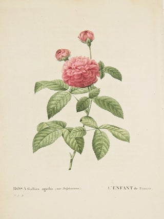 Item nr. 149728 Rosa Gallica Agatha. Les Roses. Pierre Joseph Redoute