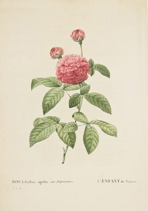 Item nr. 149728 Rosa Gallica Agatha. Les Roses. Pierre Joseph Redoute