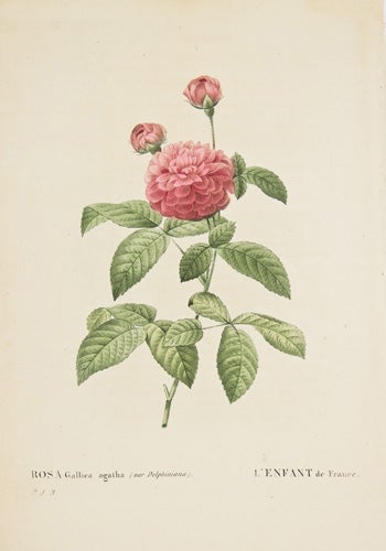 Item nr. 149728 Rosa Gallica Agatha. Les Roses. Pierre Joseph Redoute.