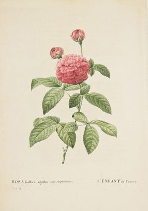 Rosa Gallica Agatha. Les Roses.