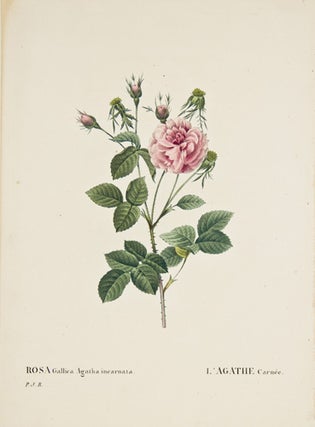 Item nr. 149729 Rosa Gallica Agatha Incarnata. Les Roses. Pierre Joseph Redoute
