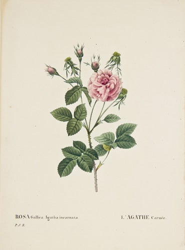 Item nr. 149729 Rosa Gallica Agatha Incarnata. Les Roses. Pierre Joseph Redoute.