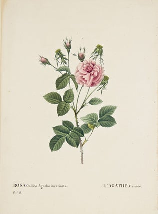Rosa Gallica Agatha Incarnata. Les Roses.