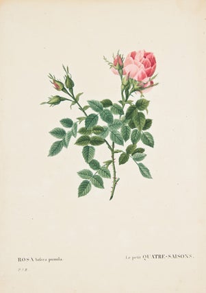 Item nr. 149734 Rosa Bifera Pumila. Les Roses. Pierre-Joseph Redoute
