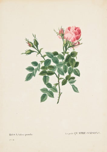 Item nr. 149734 Rosa Bifera Pumila. Les Roses. Pierre-Joseph Redoute.